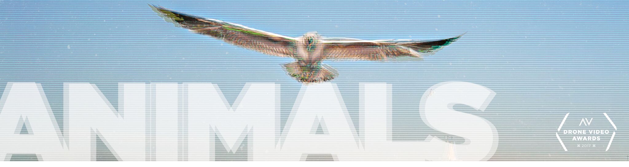 AirVūz Drone Video Awards: Animals